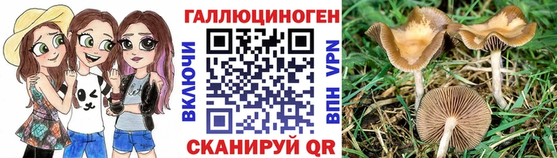 Псилоцибиновые грибы Psilocybine cubensis  Купить  Павлово 